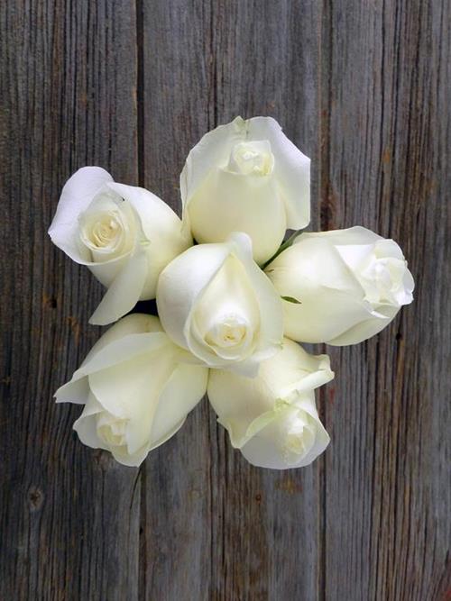 PROUD  WHITE ROSES